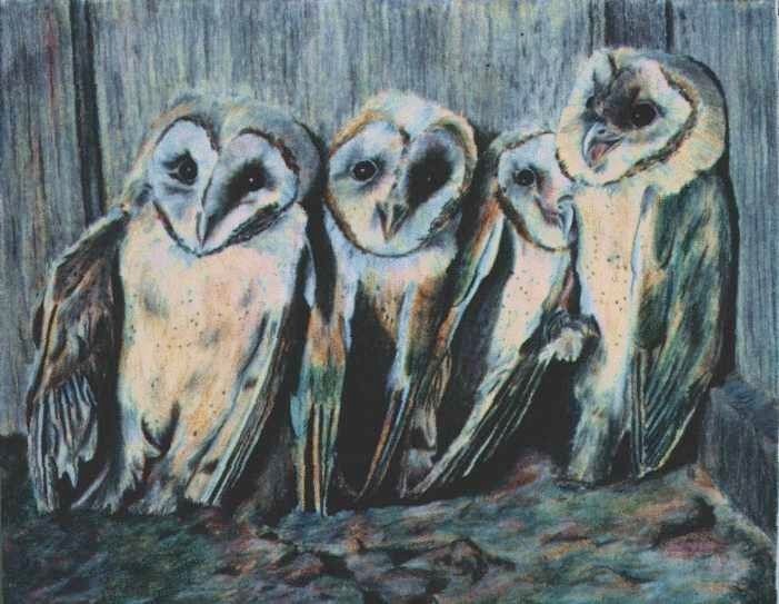 owls